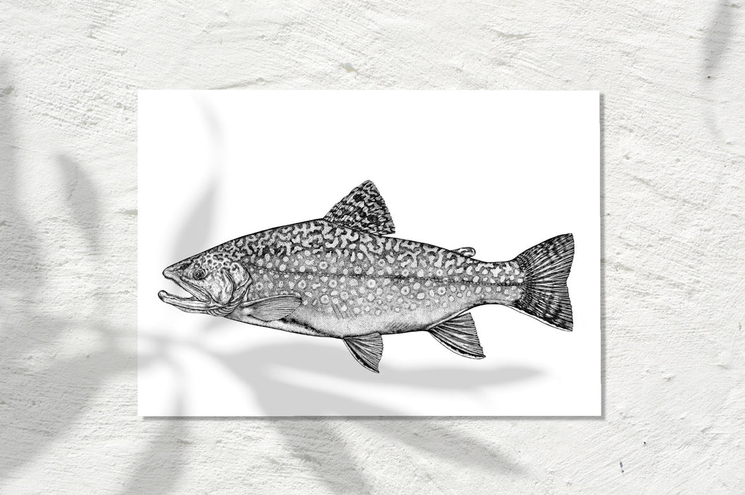 Brook Trout, INK 2024