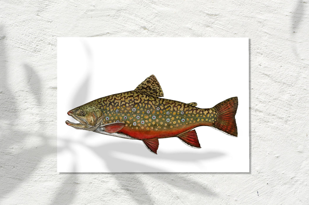 Brook Trout, Colour 2024