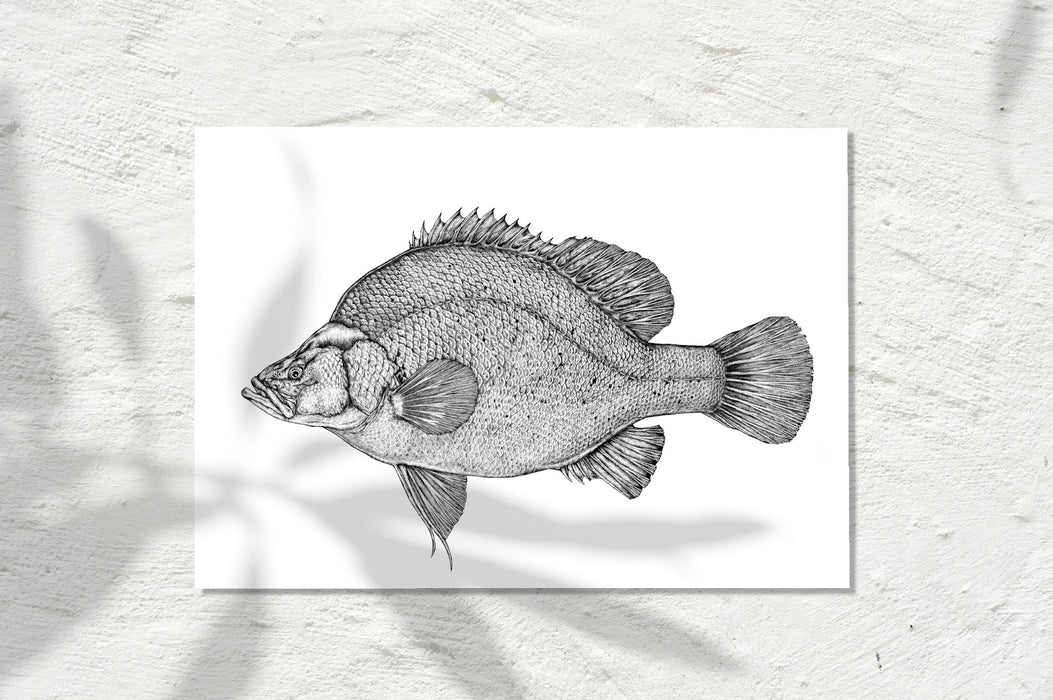 Golden Perch, INK 2026