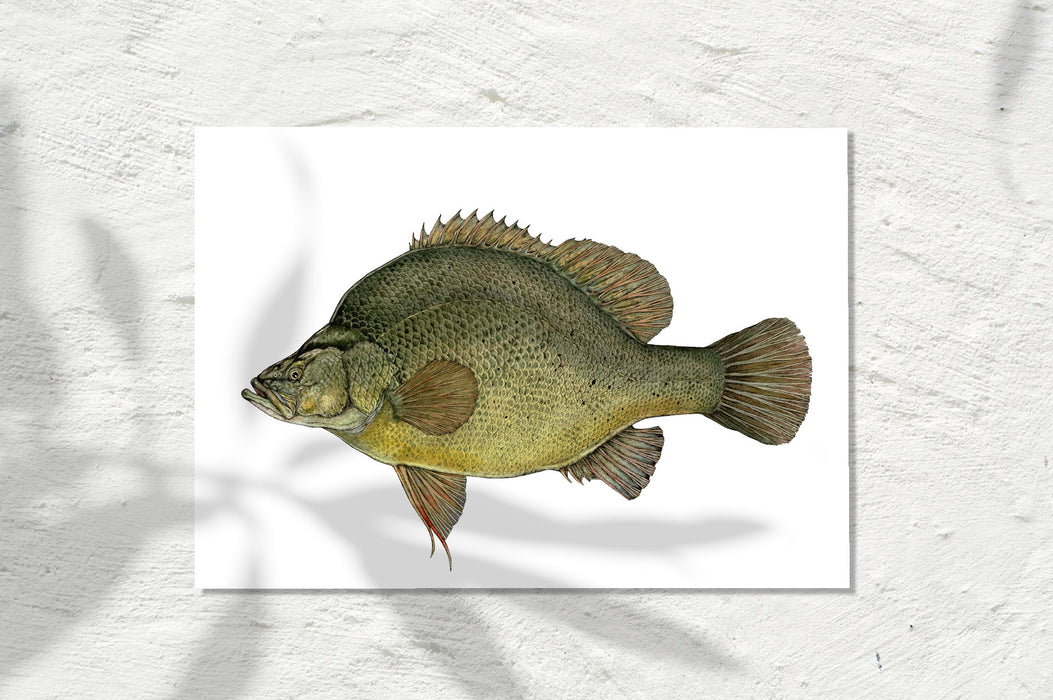Golden Perch, Colour 2026