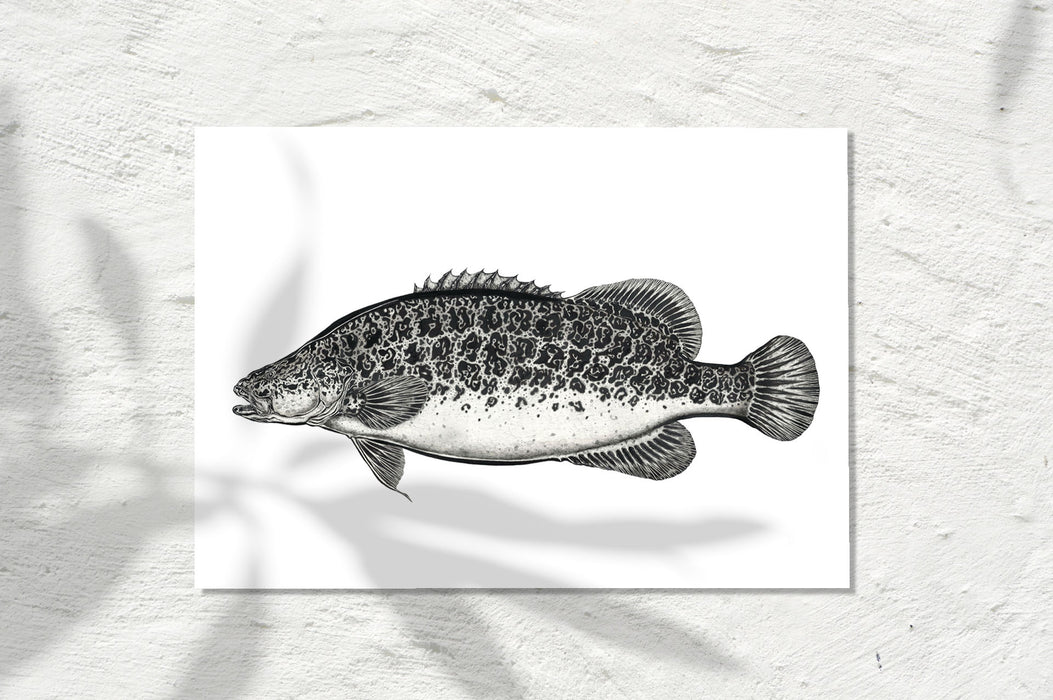 Murray Cod, INK 2026