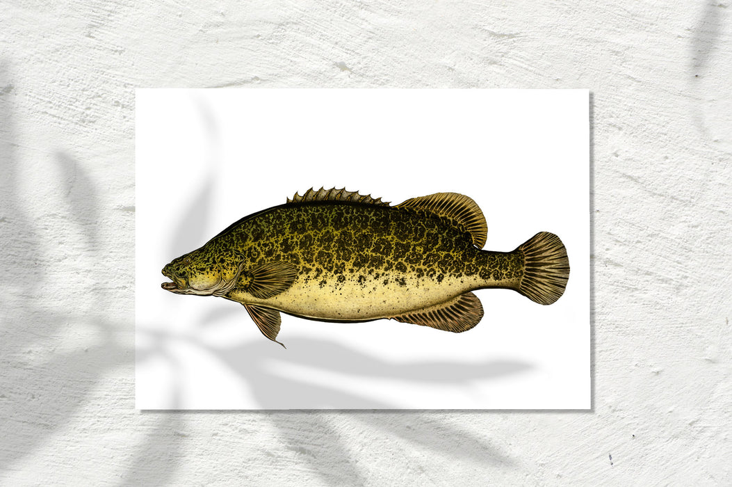 Murray Cod, Colour 2026