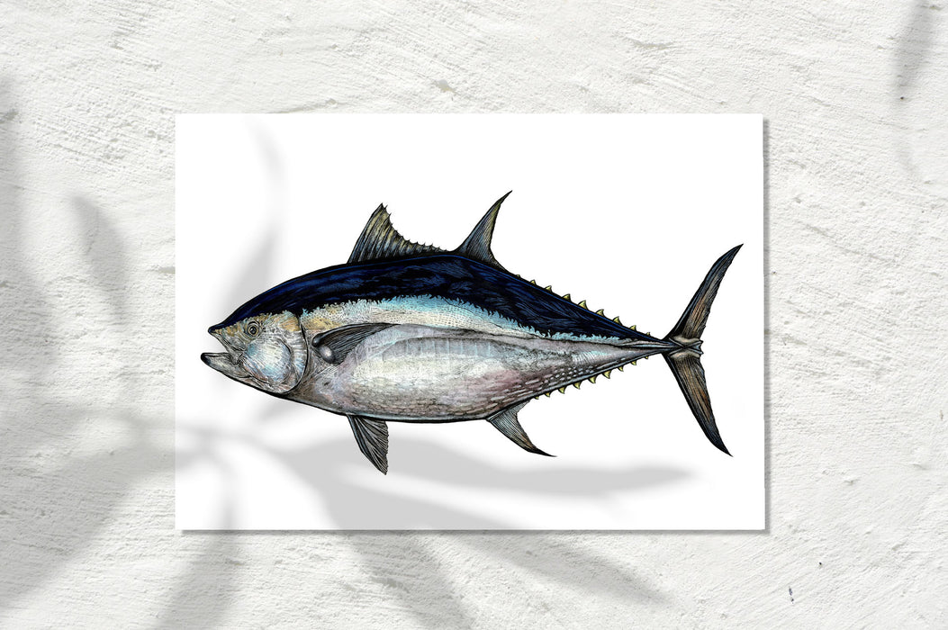 Bluefin Tuna, Colour 2025