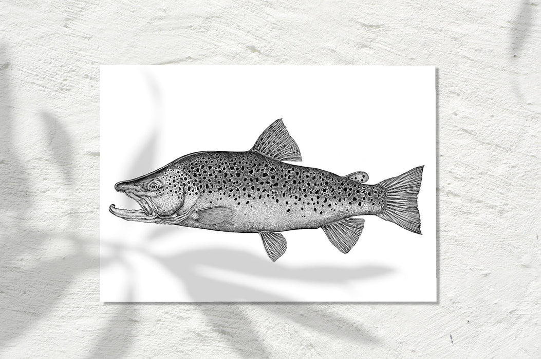 Brown Trout, INK 2023