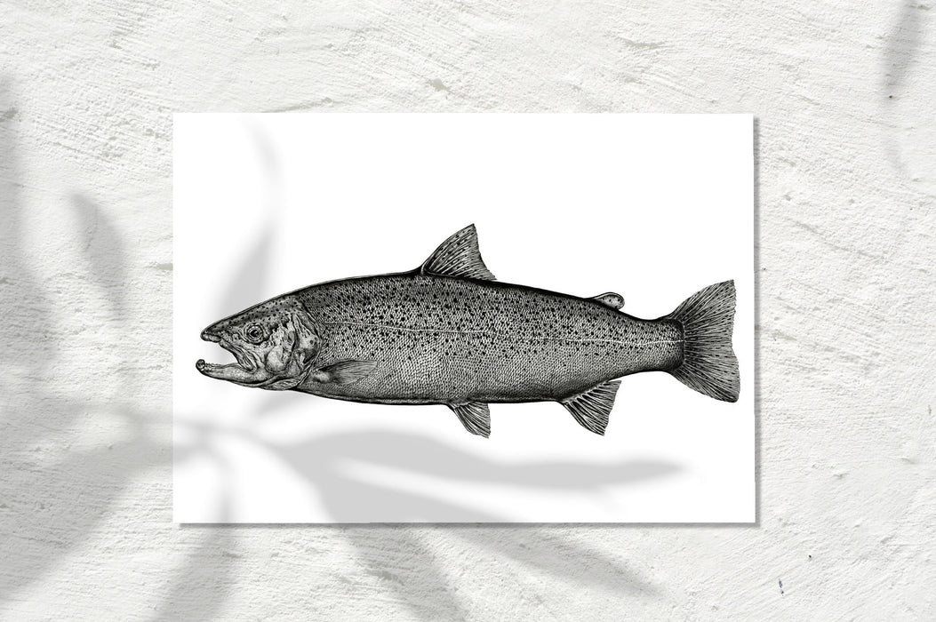 Rainbow Trout, INK 2023