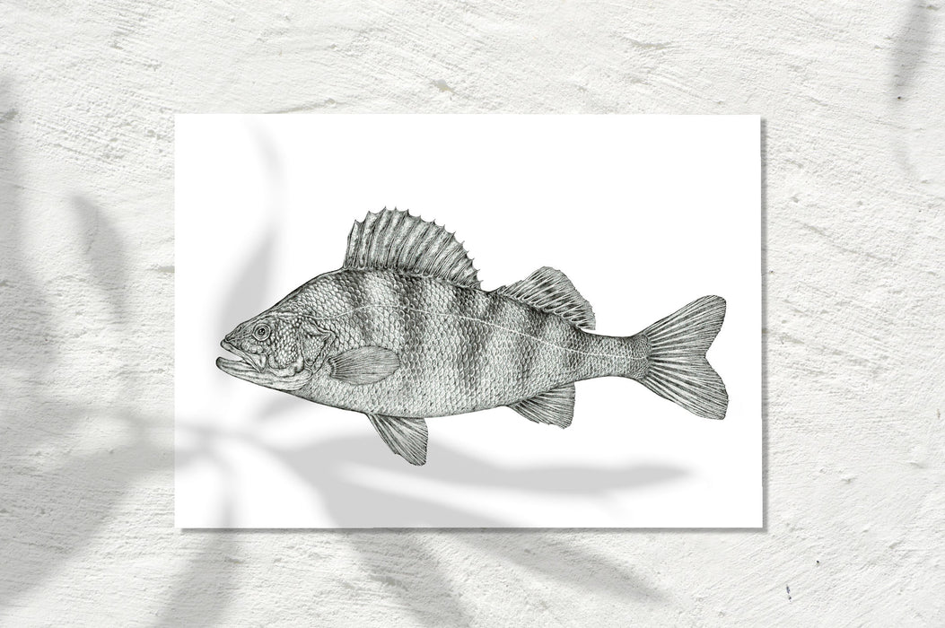 Redfin Perch, INK 2026