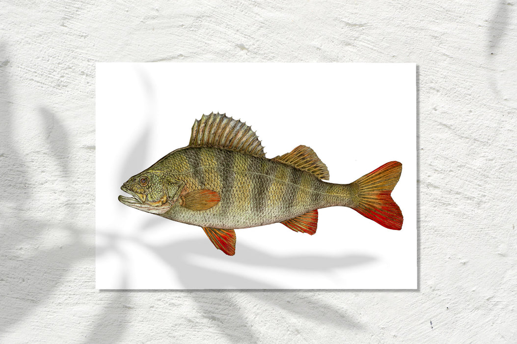 Redfin Perch, Colour 2026