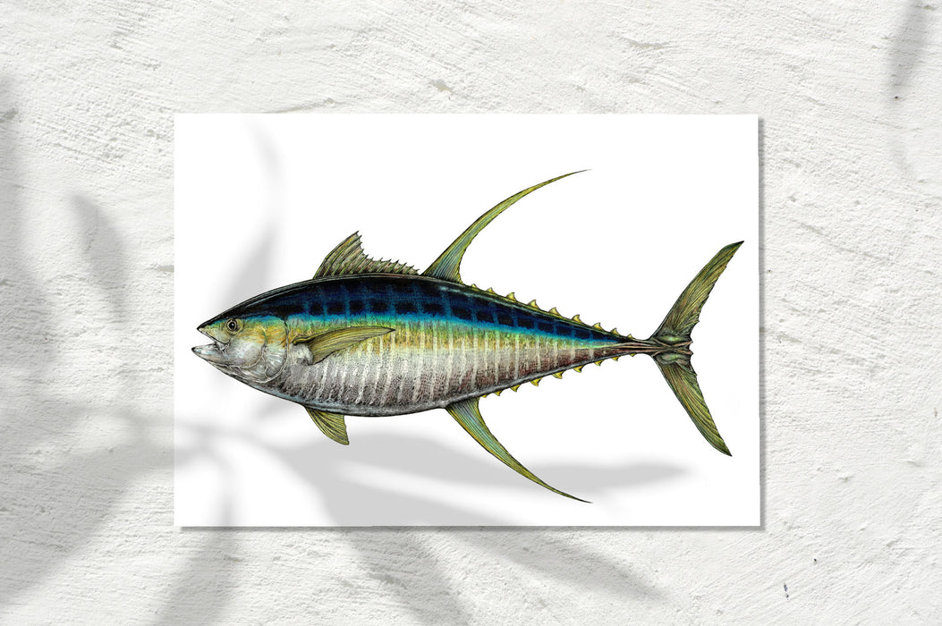Yellowfin Tuna, Colour 2023