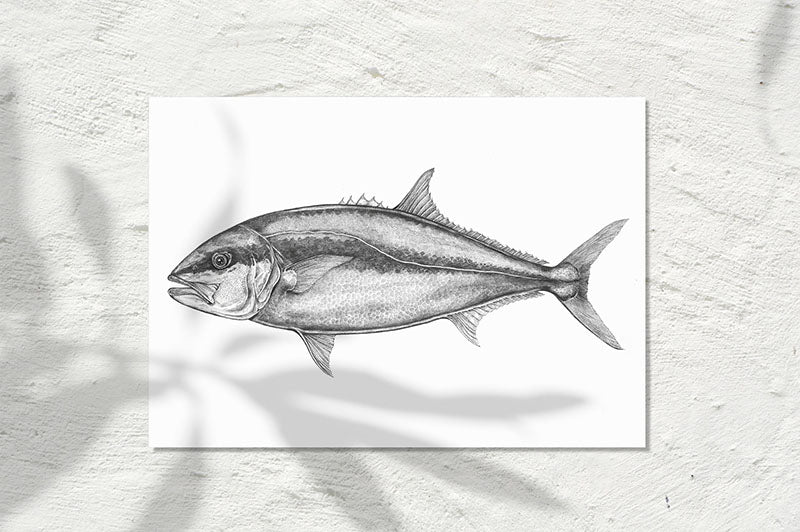 Bluefin tuna blackfin longtail fish isolate sketch | Stock vector |  Colourbox